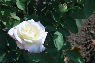 月季花 