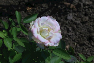 月季花  