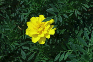 万寿菊  