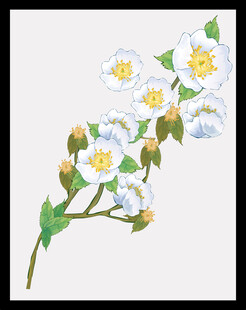 手绘白色花朵花枝图