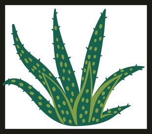 绿色芦荟植物插画
