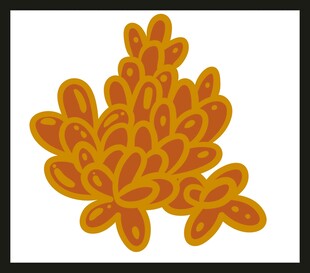 橙色花纹图案