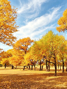 秋日金黄树林美景