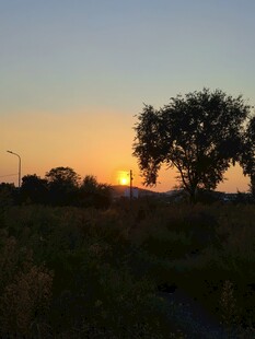 夕阳下的田野与树木