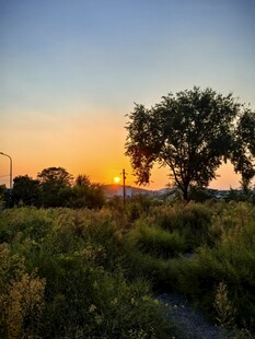 夕阳下的田野与孤树