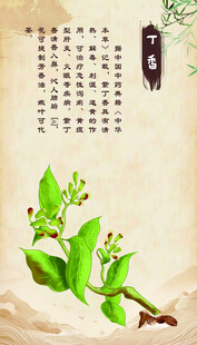 丁香