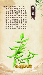 清新水墨 黄精