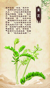 传统中药材 黄芪