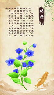 蓝花绽放 桔梗