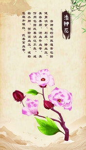 洛神花 