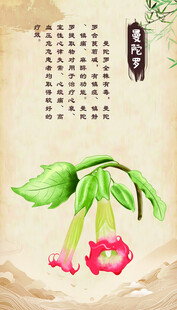 曼陀罗 