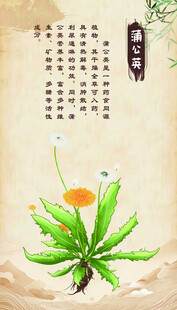 传统插画 蒲公英