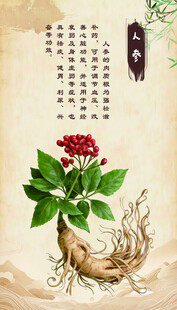 传统中药材人参插画