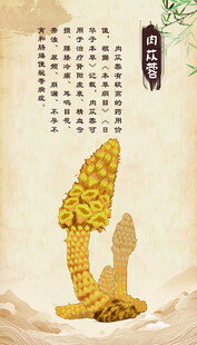 肉苁蓉