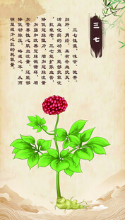 传统中药植物 三七
