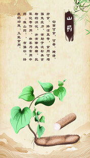 传统中药材展示