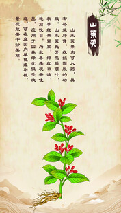 山茱萸