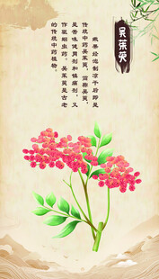 吴茱萸