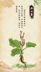 传统中药 西大黄
