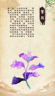 水墨风插画 紫苏