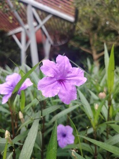 翠芦莉