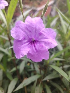 翠芦莉