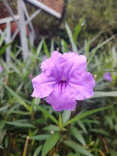 翠芦莉
