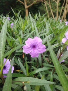 翠芦莉