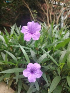 翠芦莉