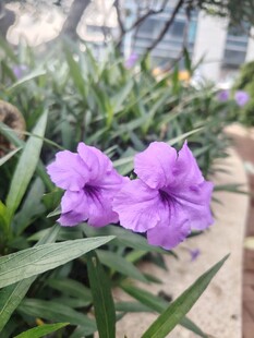 翠芦莉