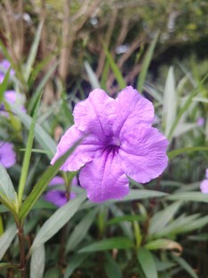 翠芦莉