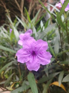 翠芦莉