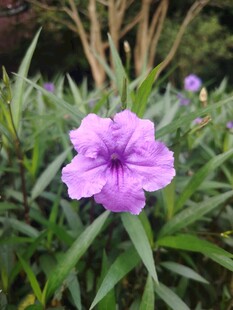 翠芦莉