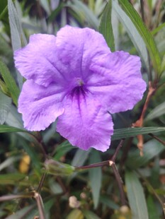 翠芦莉