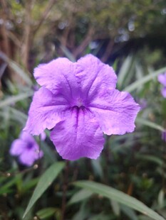 翠芦莉