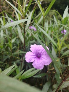 翠芦莉
