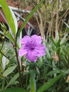 翠芦莉