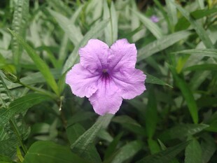 翠芦莉