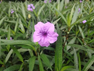 翠芦莉