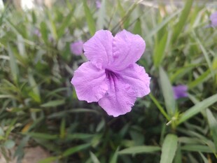 翠芦莉