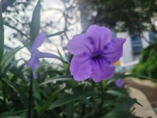 翠芦莉