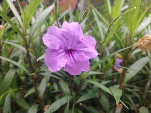 翠芦莉