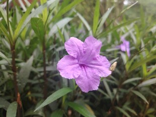 翠芦莉