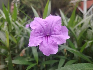 翠芦莉