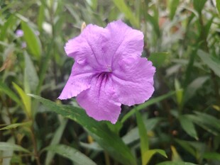 翠芦莉