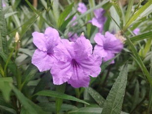 翠芦莉