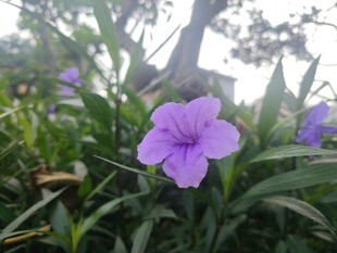 翠芦莉