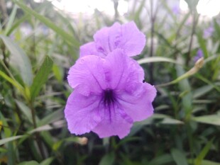 翠芦莉