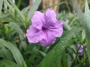 翠芦莉