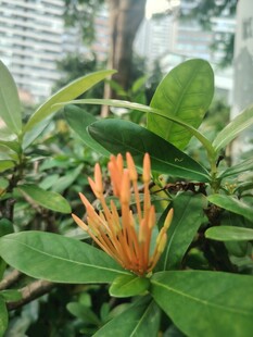 龙船花